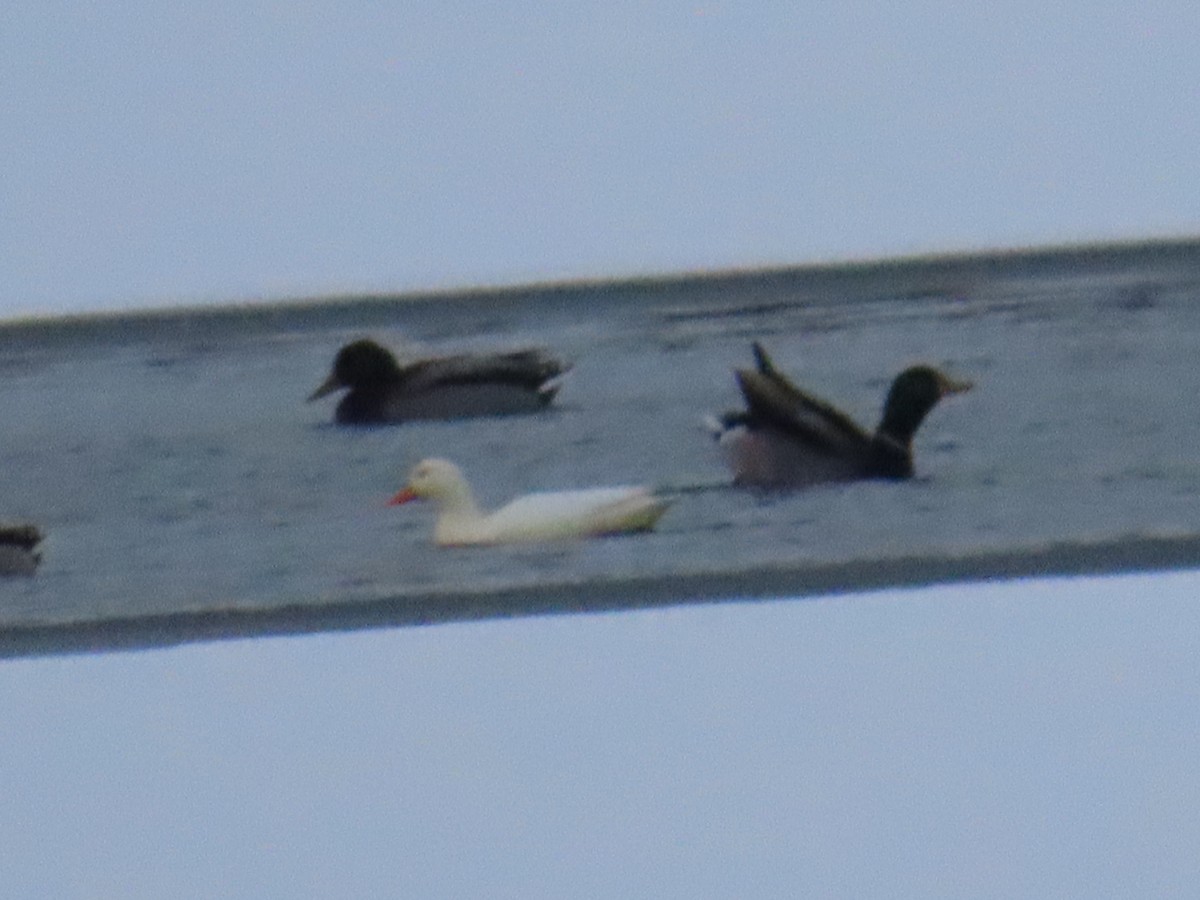 Mallard (Domestic type) - ML646545014