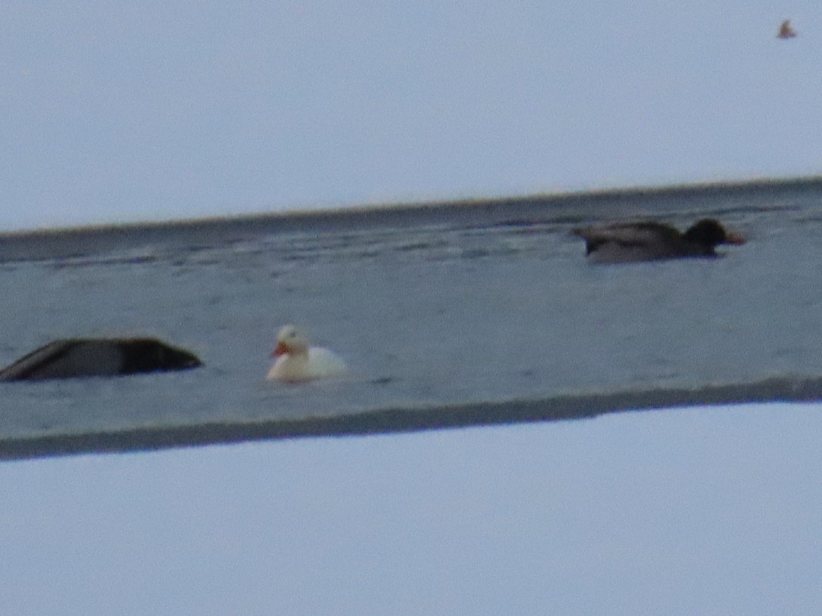 Yeşilbaş - ML646545015