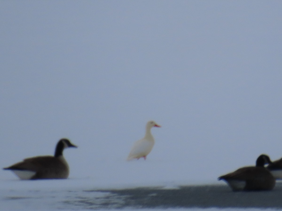 Mallard (Domestic type) - ML646545016