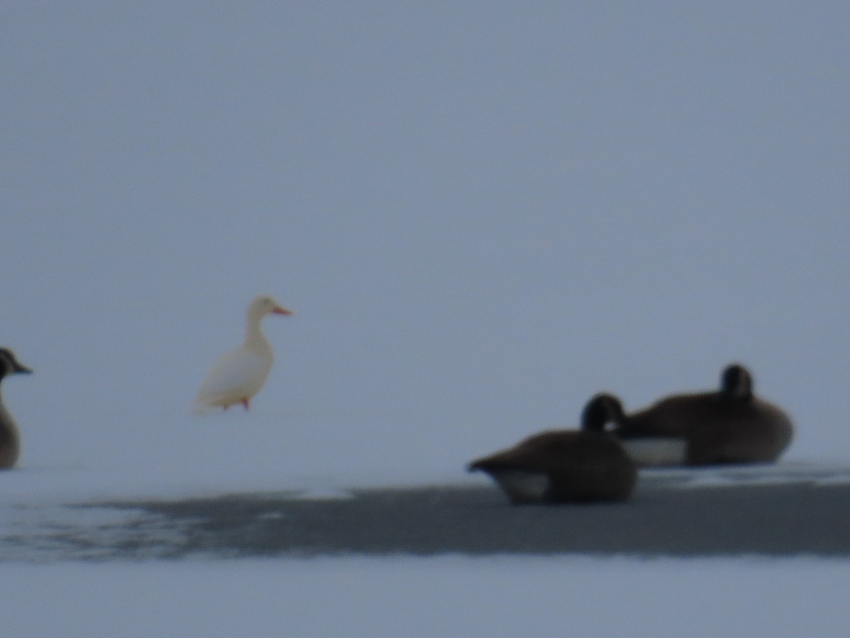 Mallard (Domestic type) - ML646545017