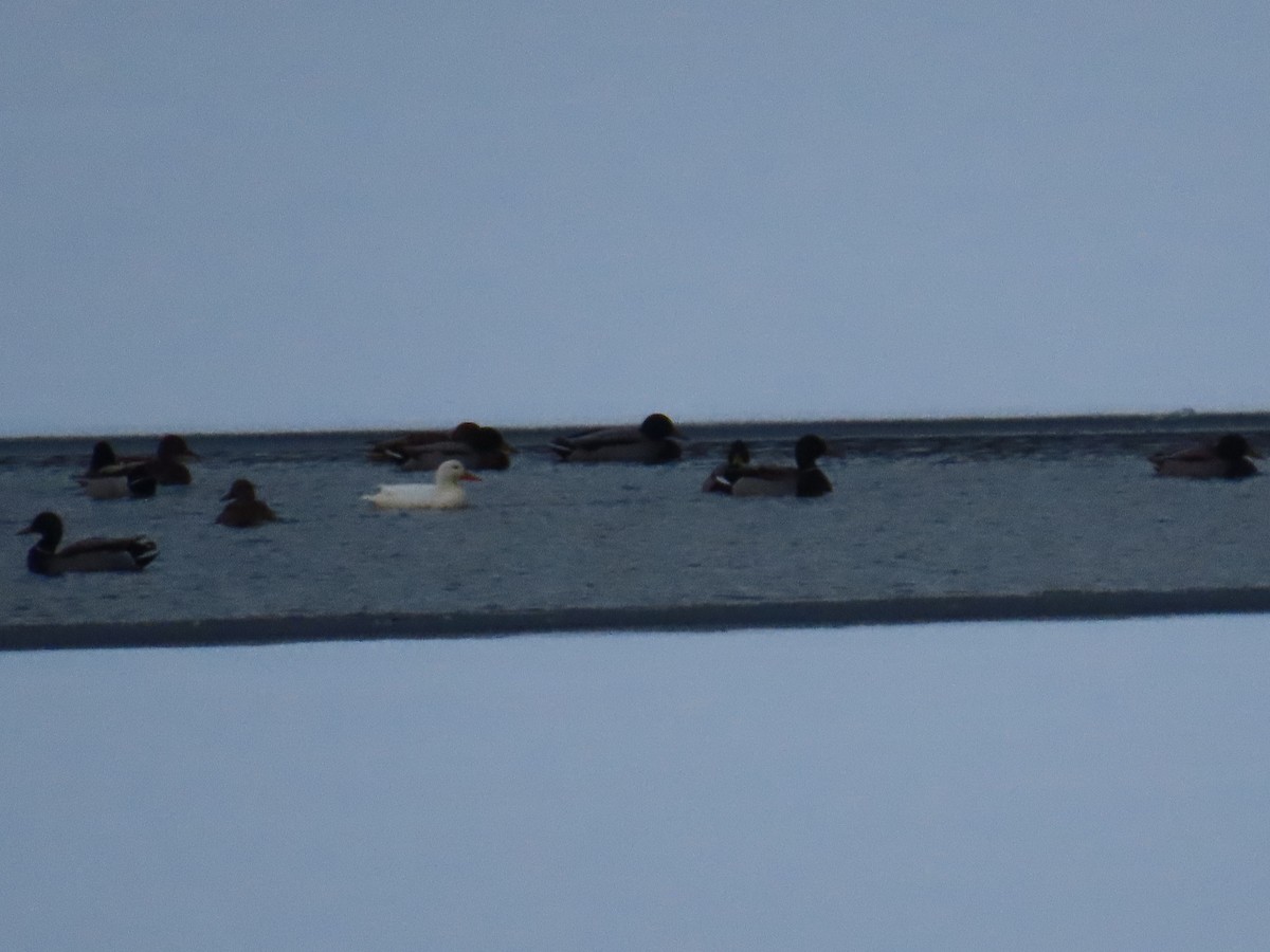 Mallard (Domestic type) - ML646545018