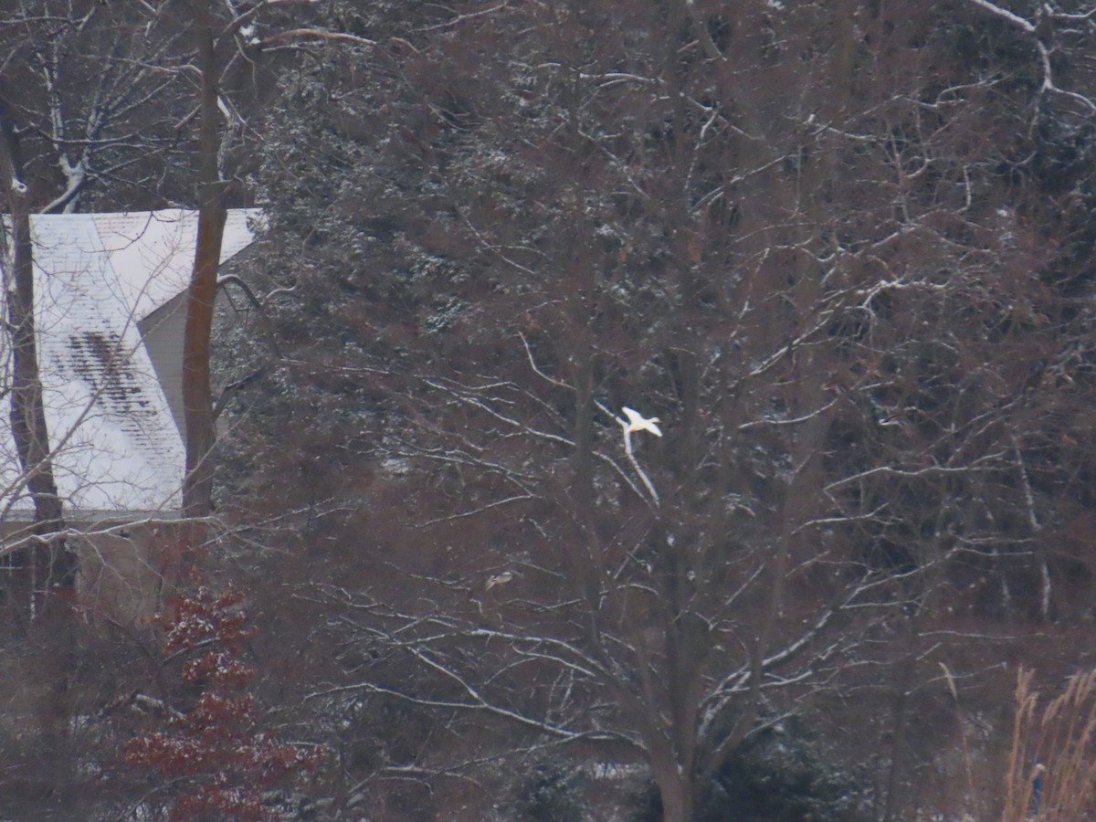 Mallard (Domestic type) - ML646545019