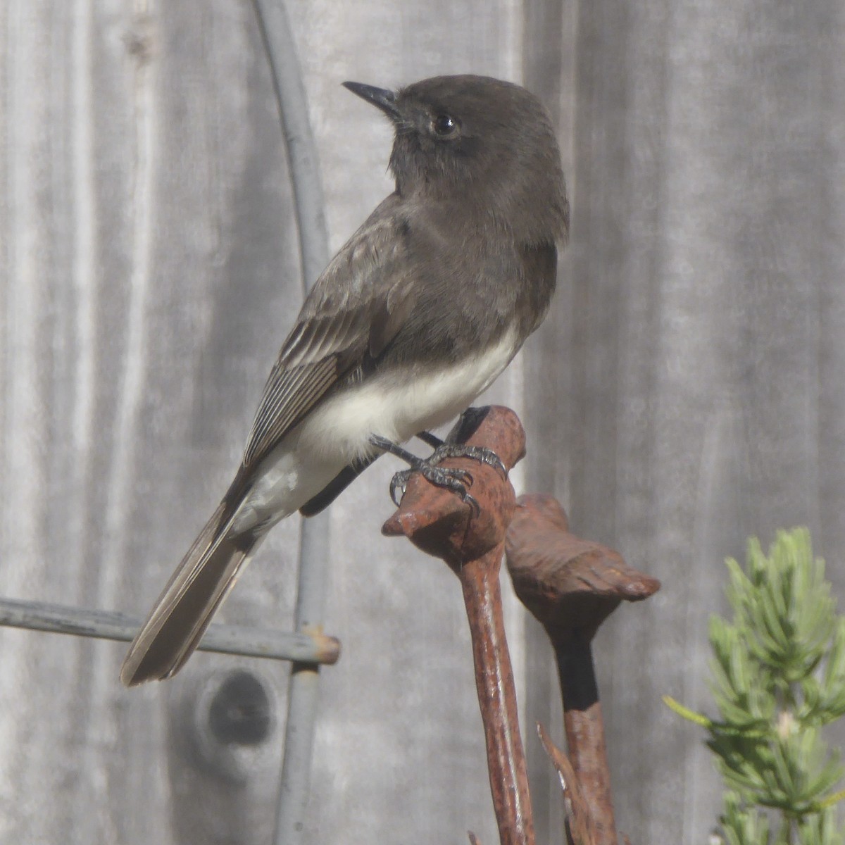 Black Phoebe - ML646545020