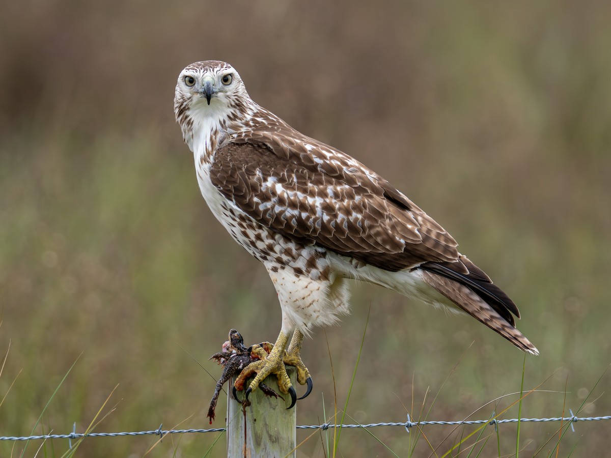 Red-tailed Hawk (Krider's) - ML646545023