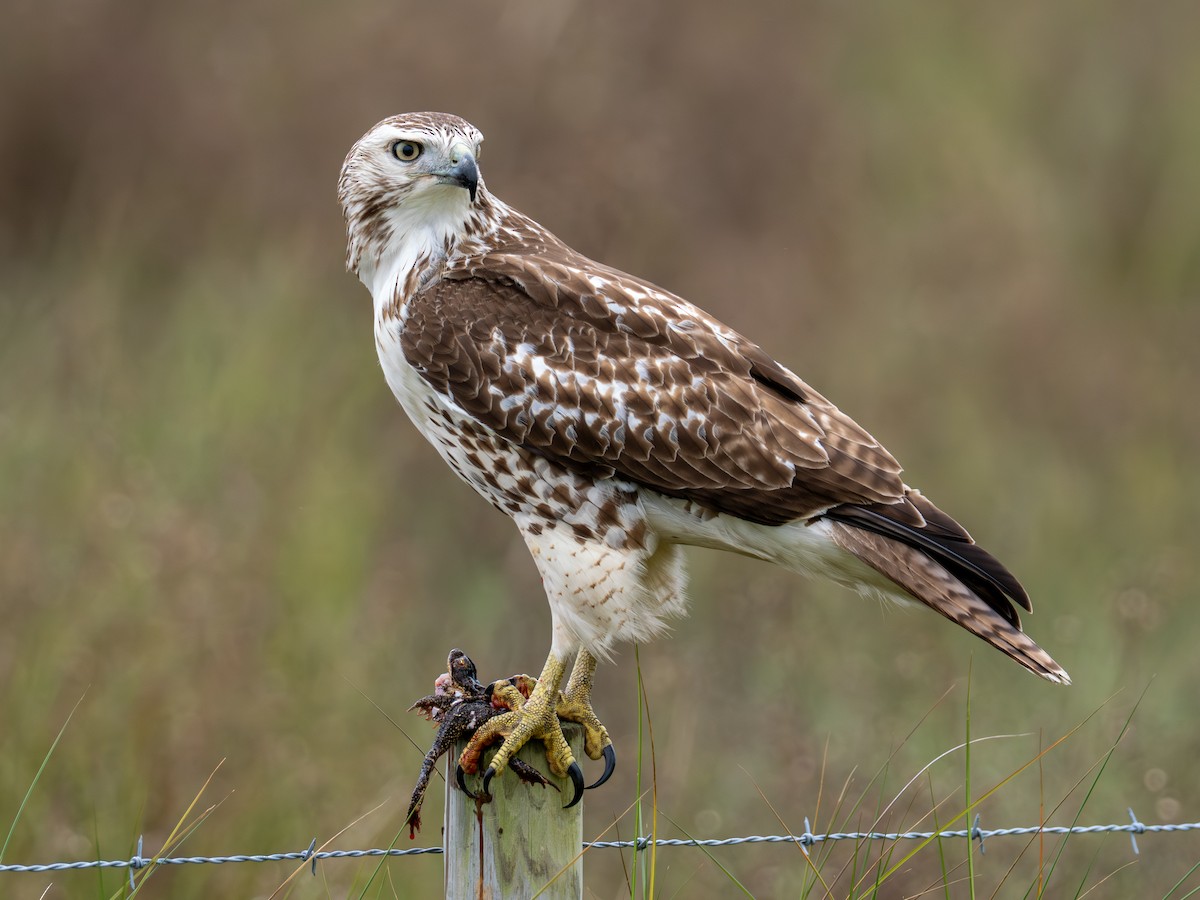 Red-tailed Hawk (Krider's) - ML646545024