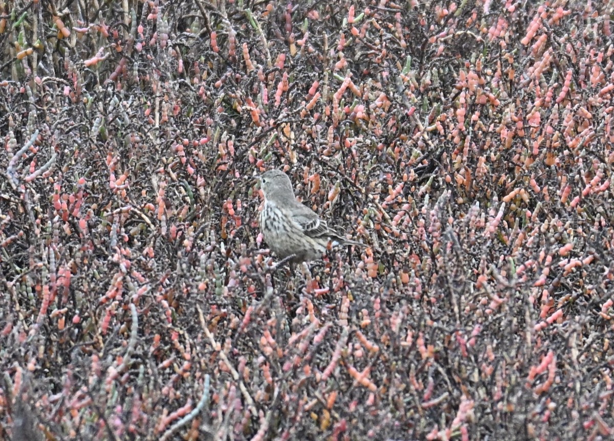 American Pipit - ML646545025