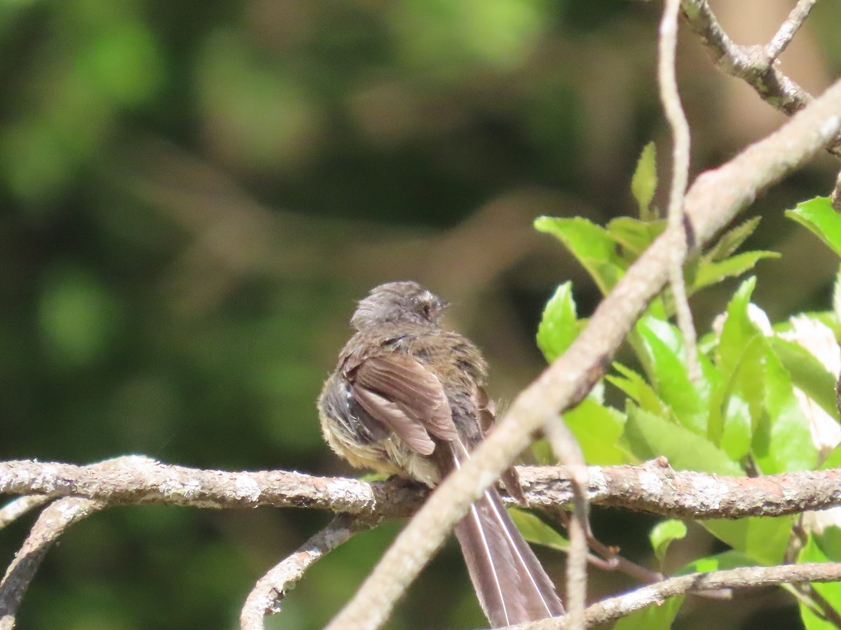 New Zealand Fantail - ML646545026