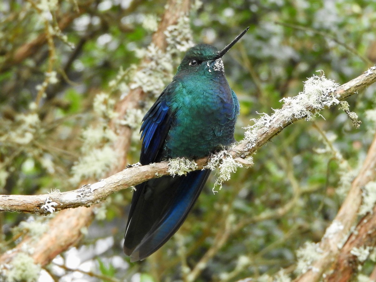 Great Sapphirewing - ML646545027