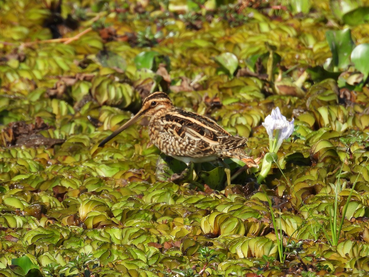 Beccaccino - ML646545029