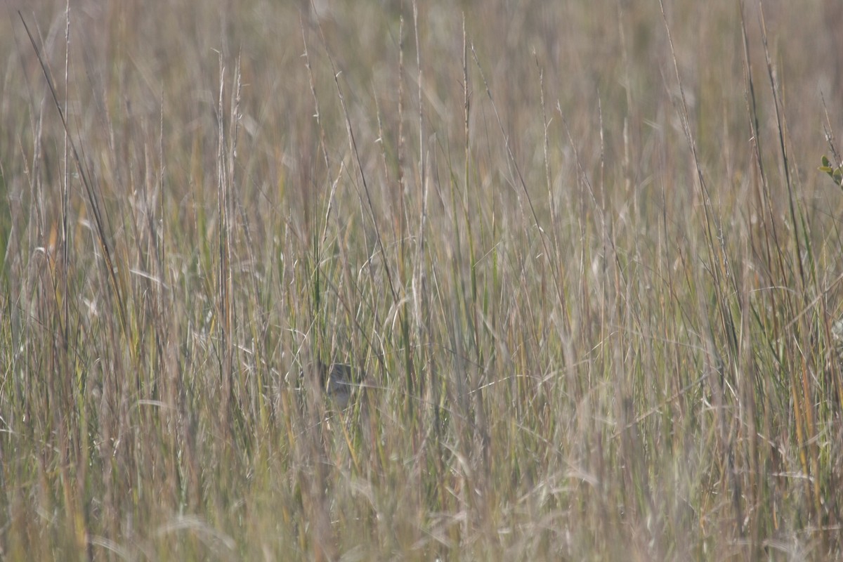 Seaside Sparrow - ML646545034