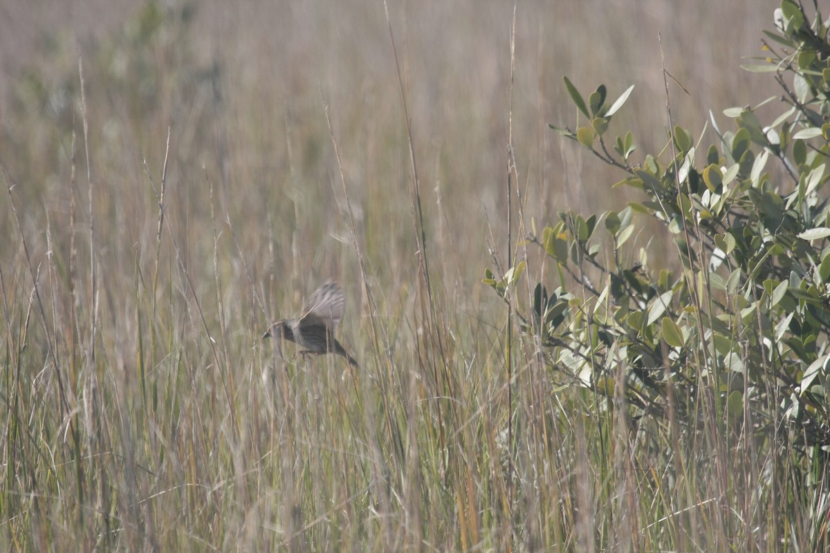 Seaside Sparrow - ML646545035