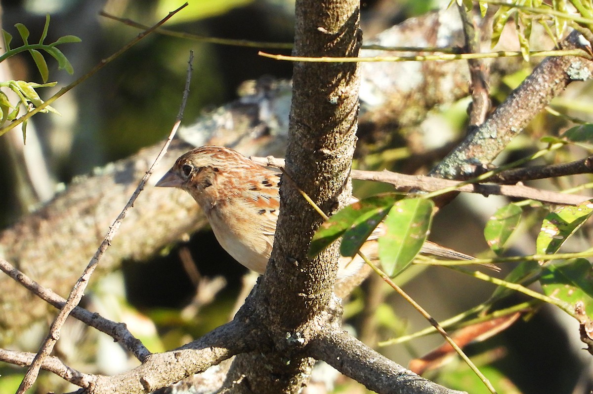 Grasshopper Sparrow - ML646545036