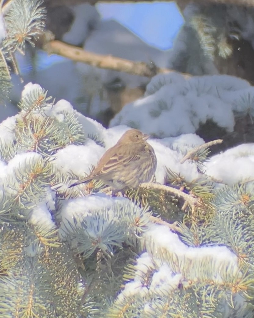 House Finch - ML646545037