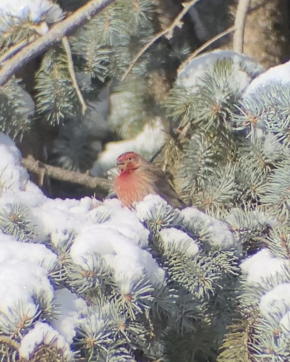 House Finch - ML646545038