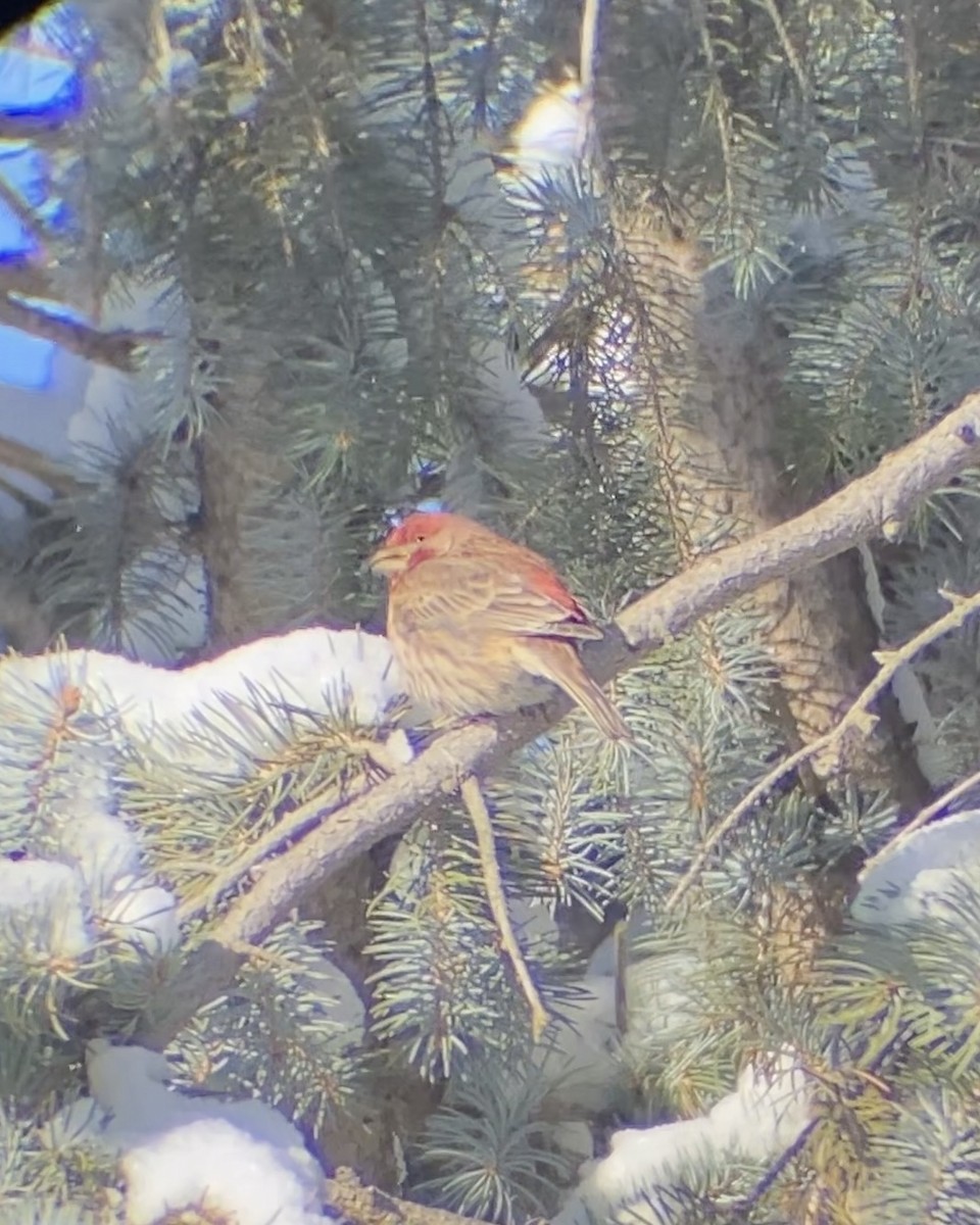 House Finch - ML646545039