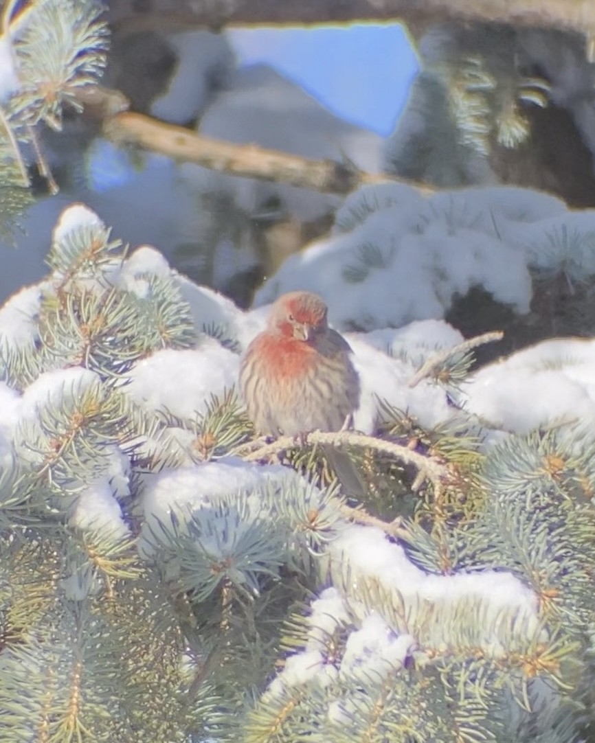 House Finch - ML646545040