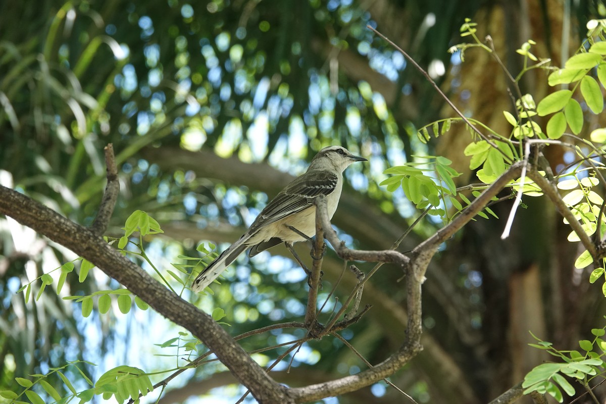 Chalk-browed Mockingbird - ML646545041
