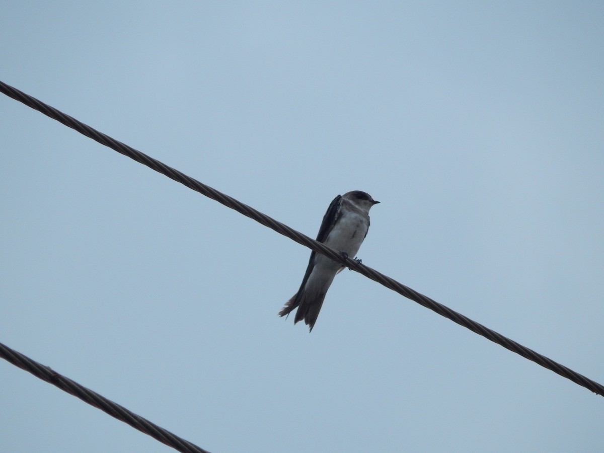 Uferschwalbe - ML646545045