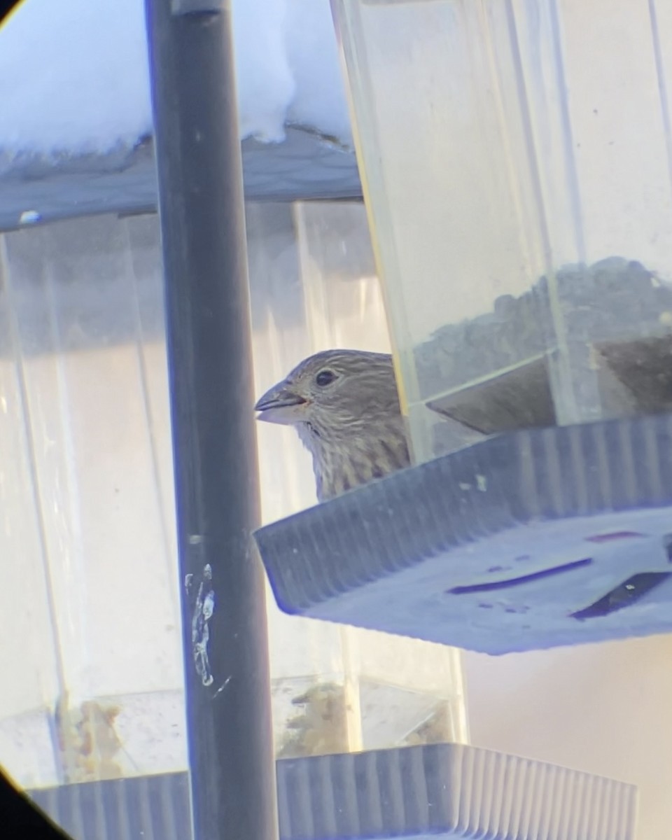 House Finch - ML646545047