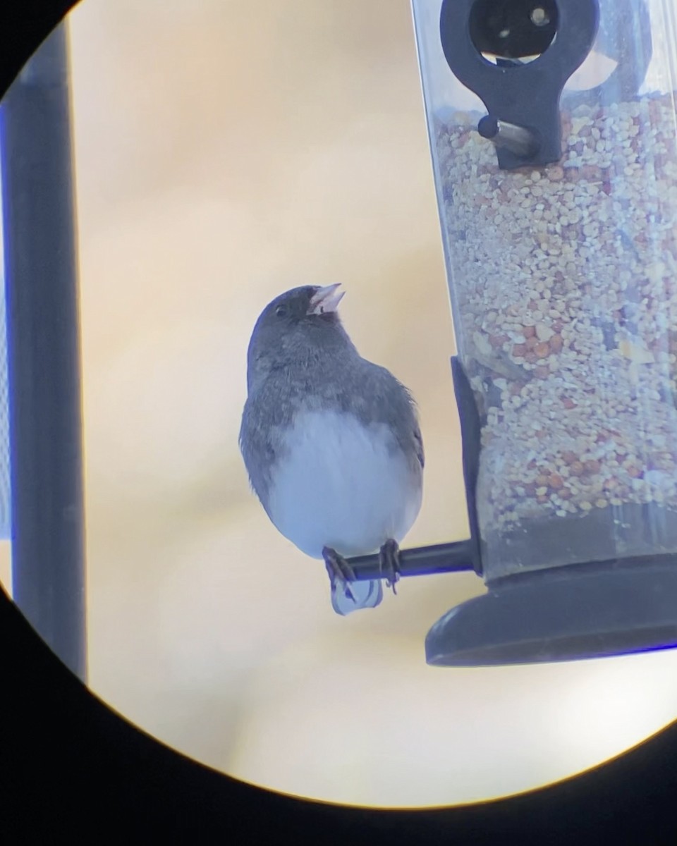 Dark-eyed Junco - ML646545052