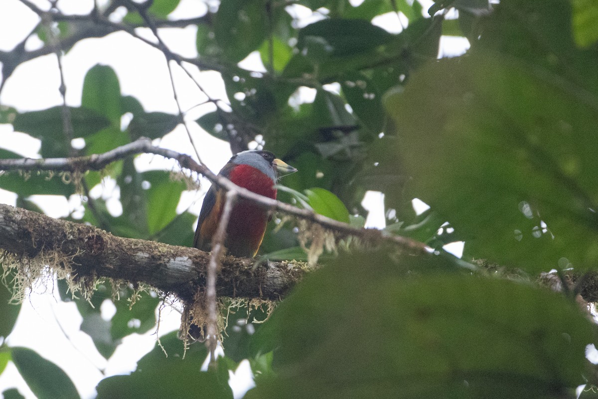 Tukan Barbeti - ML646545053