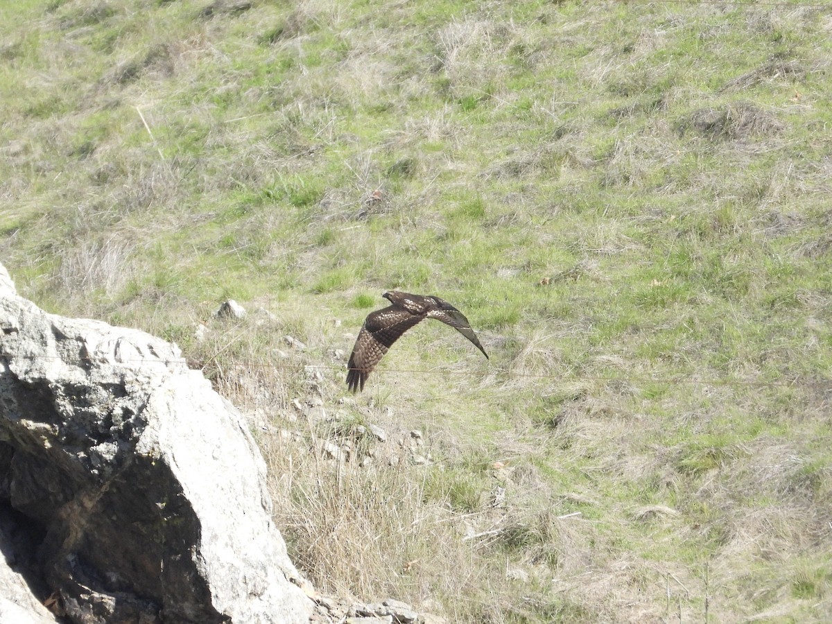 Red-tailed Hawk - ML646545054
