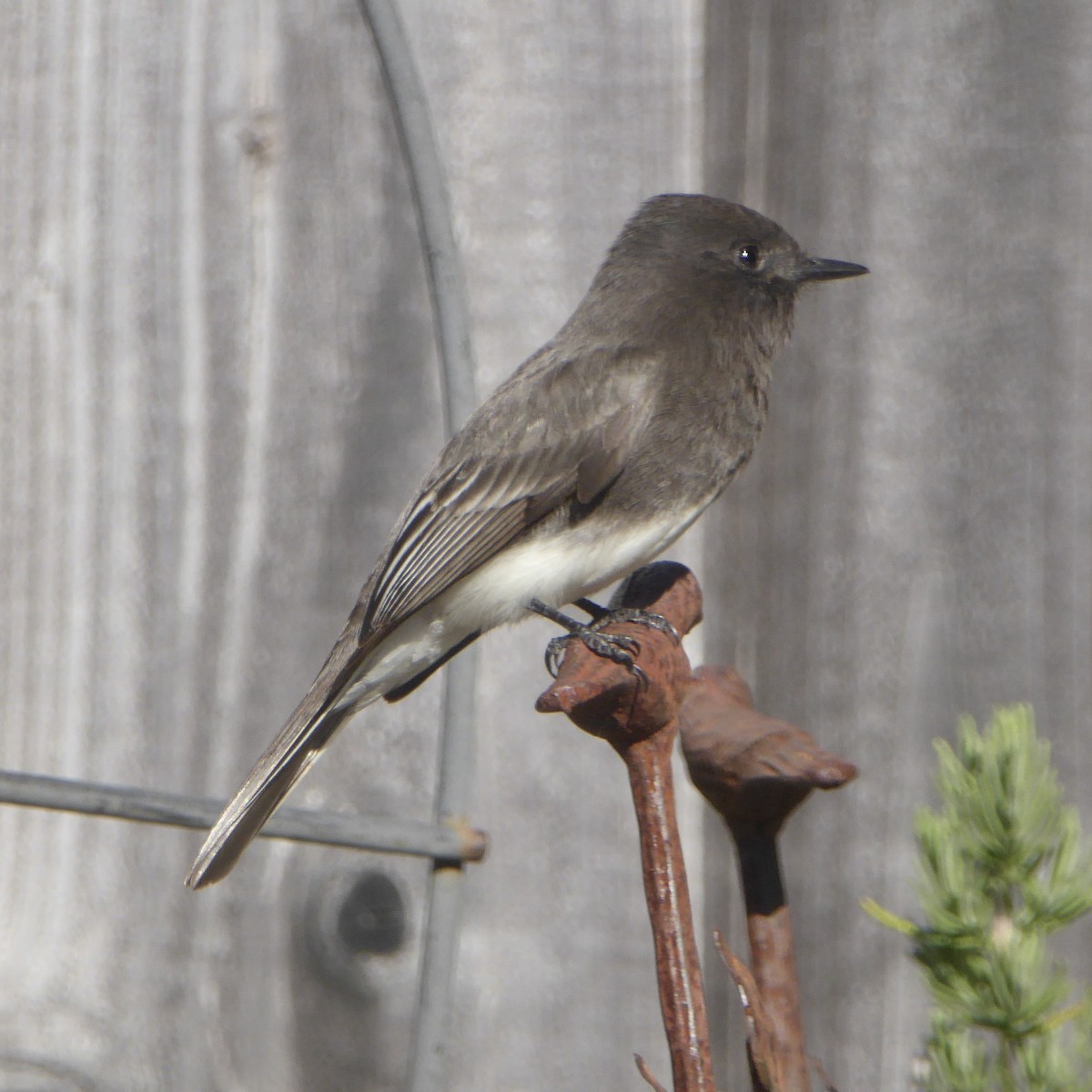 Black Phoebe - ML646545055