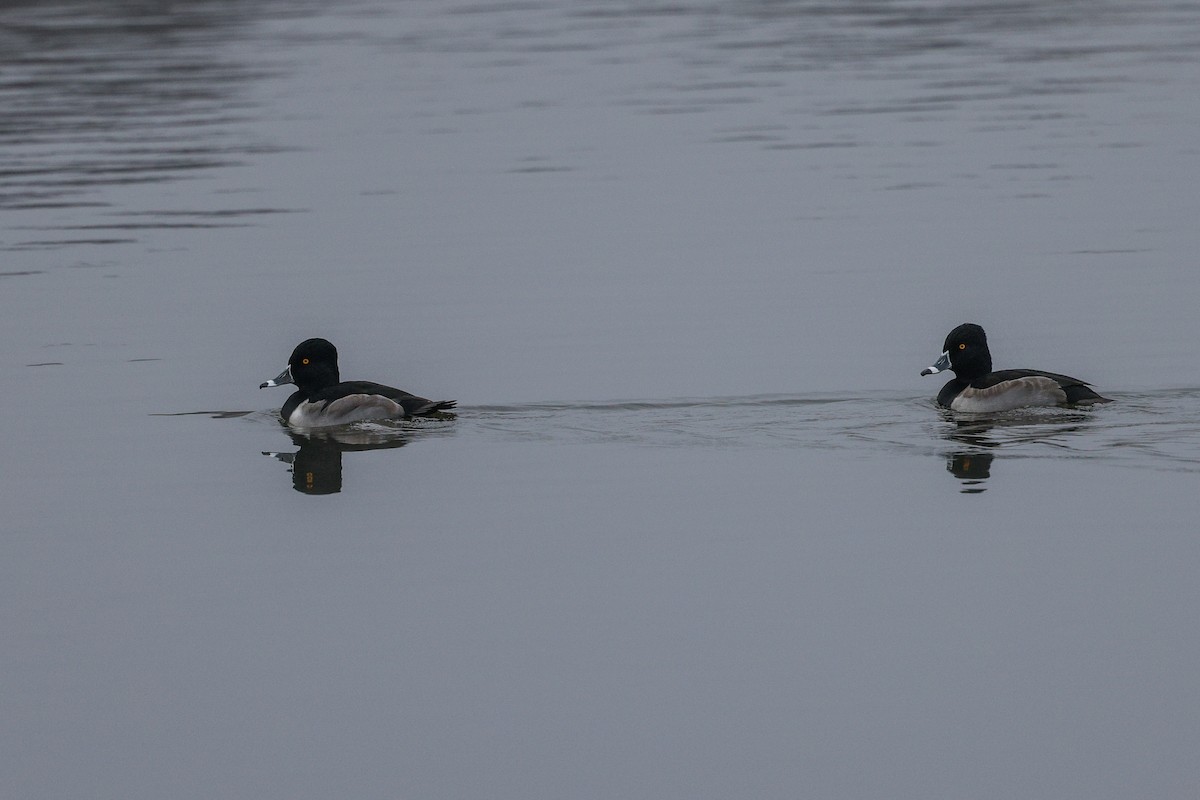 Ring-necked Duck - ML646545056