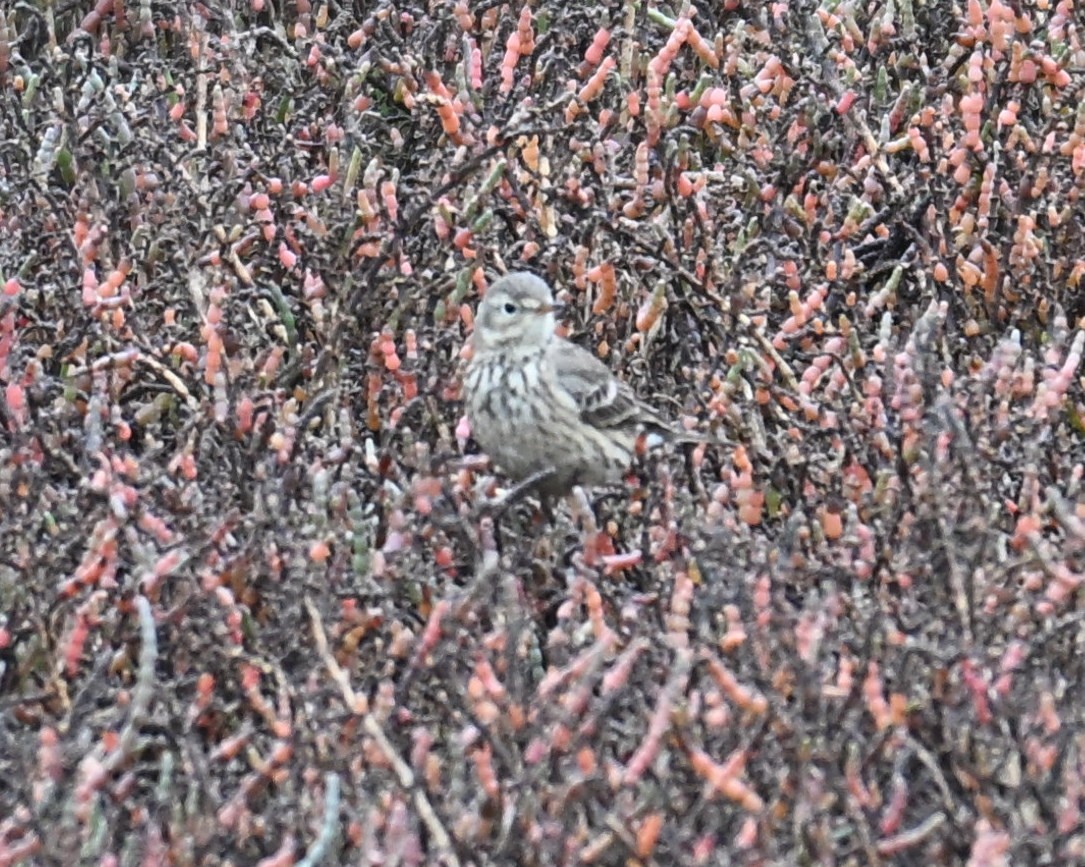 American Pipit - ML646545057
