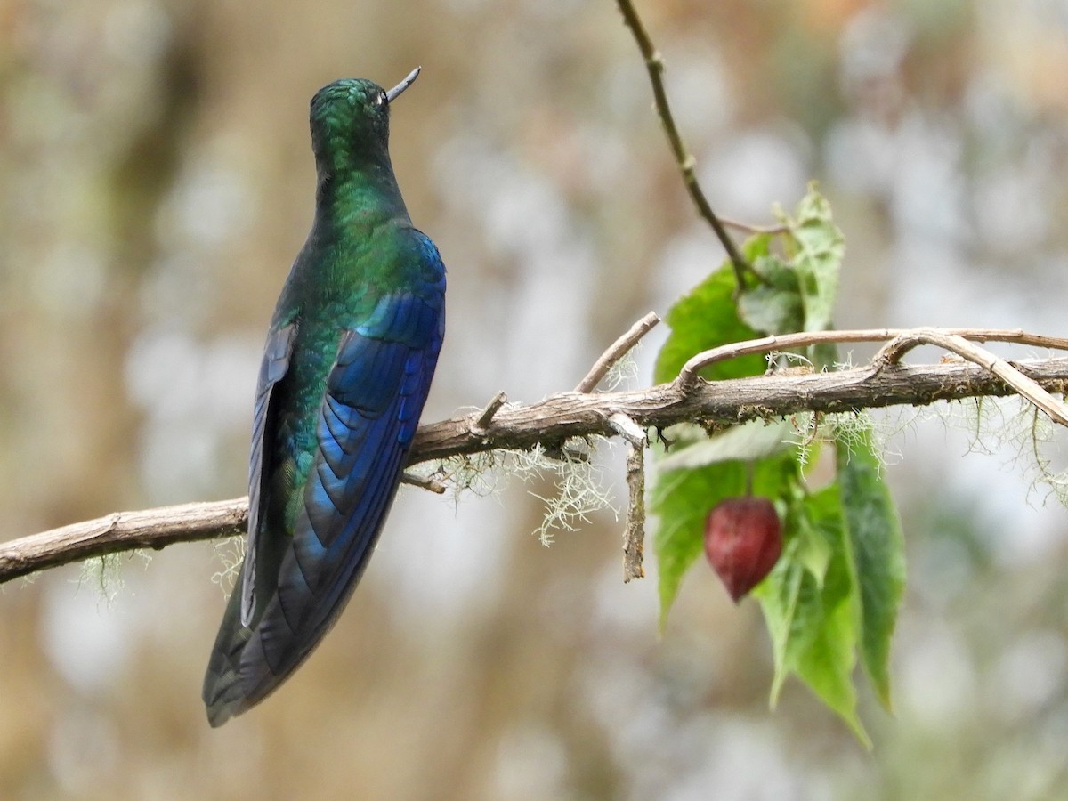 Great Sapphirewing - ML646545058