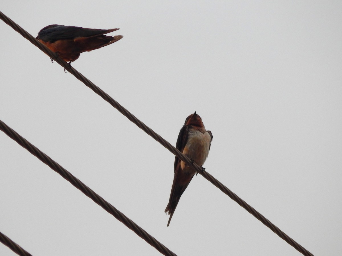 Rauchschwalbe - ML646545060