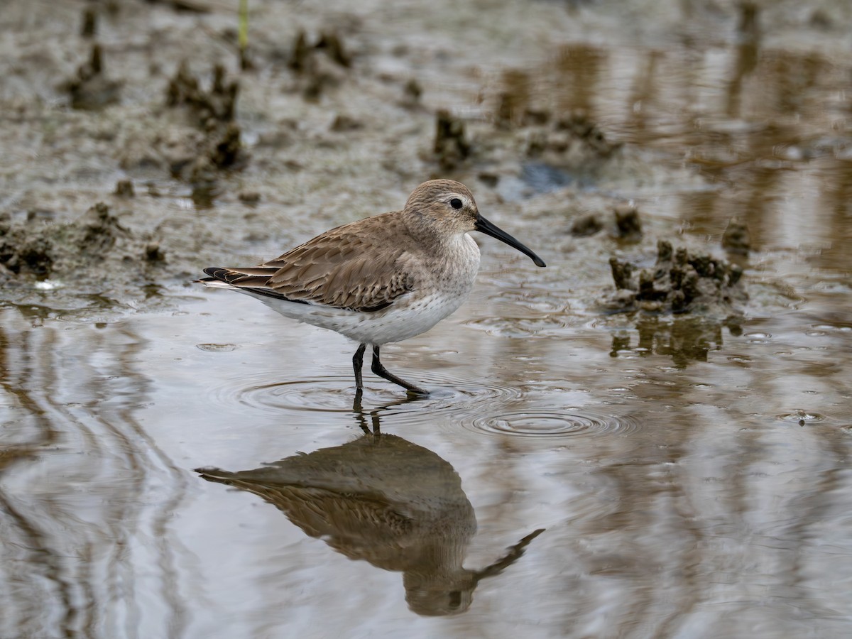 Dunlin - ML646545061