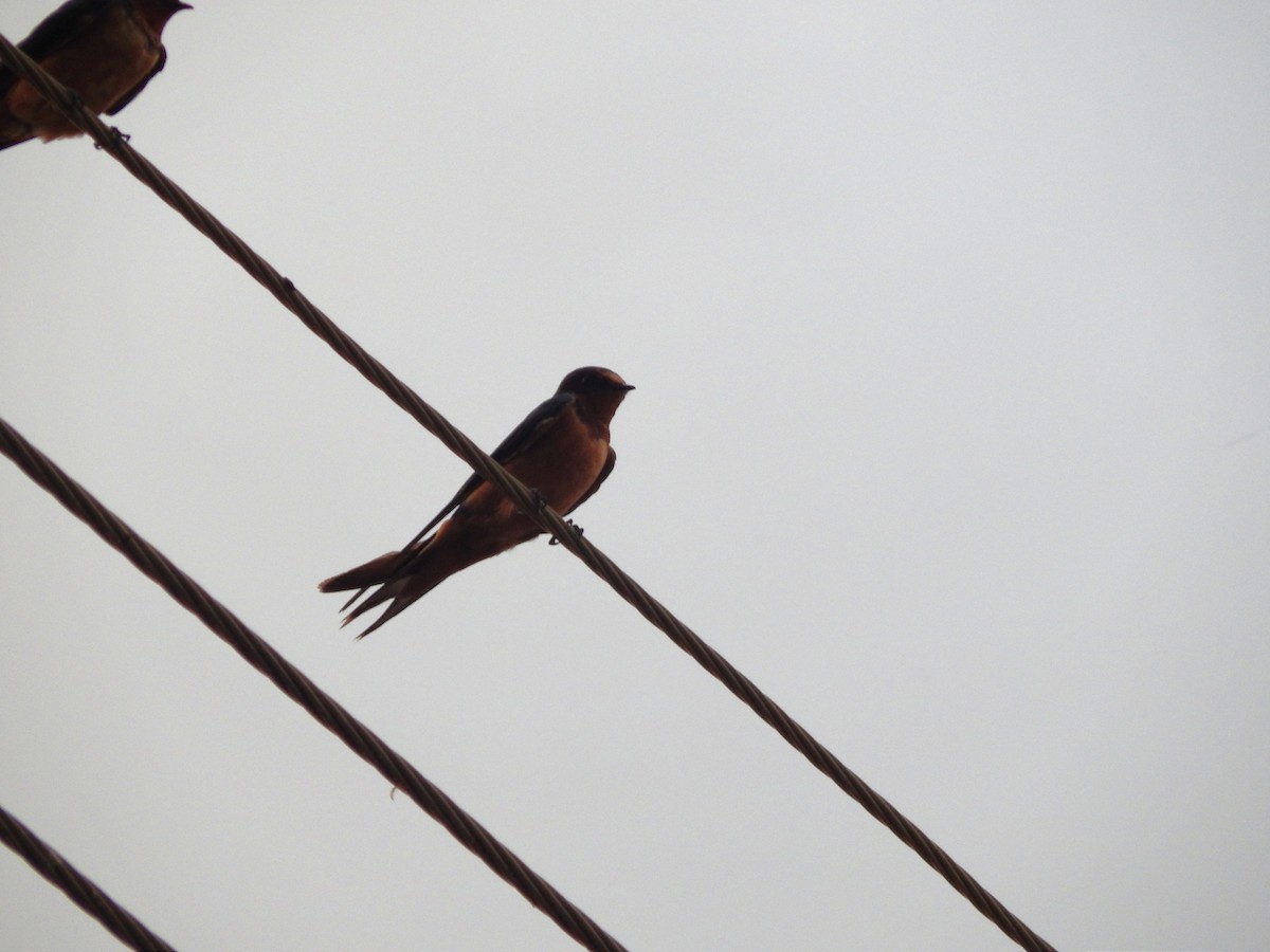 Rauchschwalbe - ML646545062