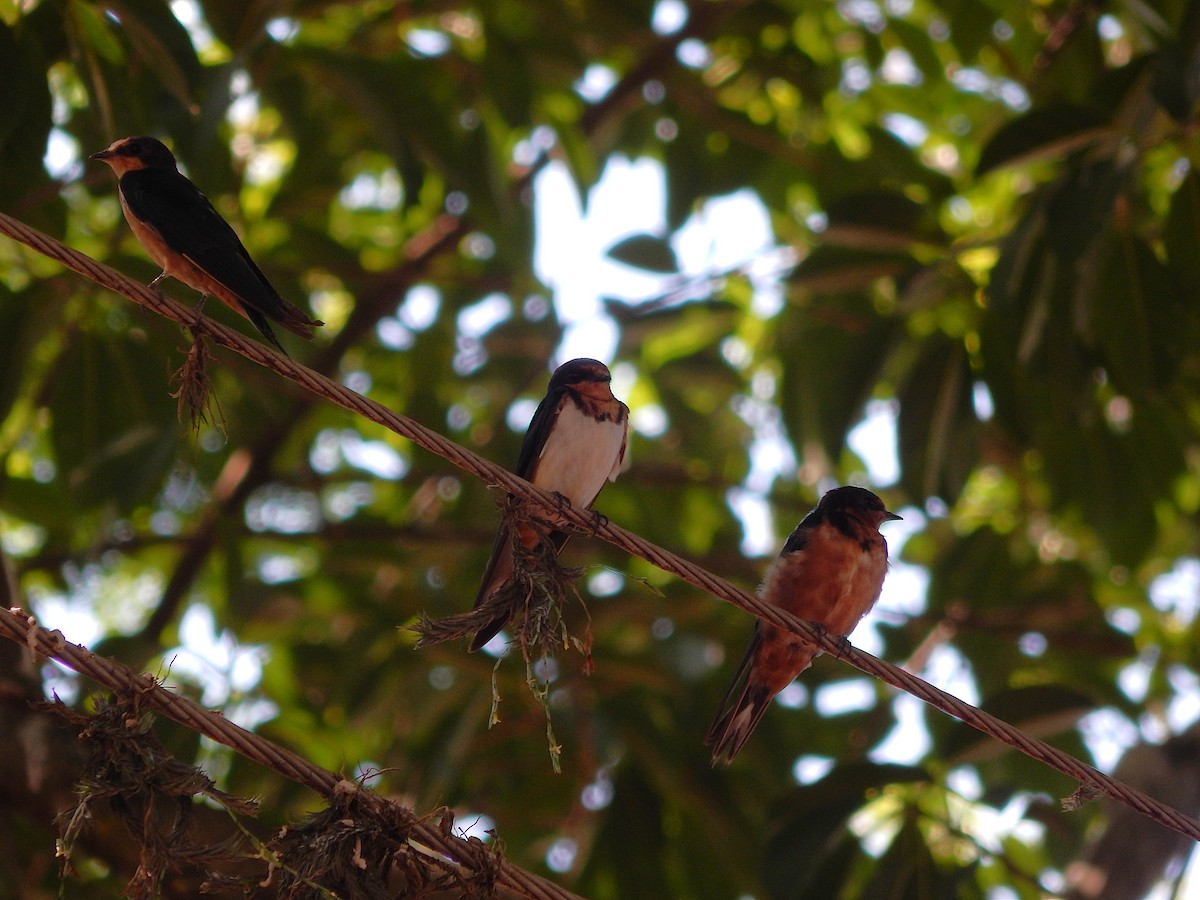 Rauchschwalbe - ML646545063