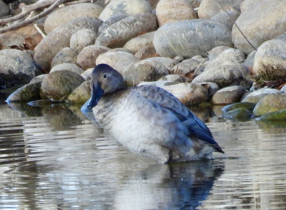 Fuligule à dos blanc - ML646545064