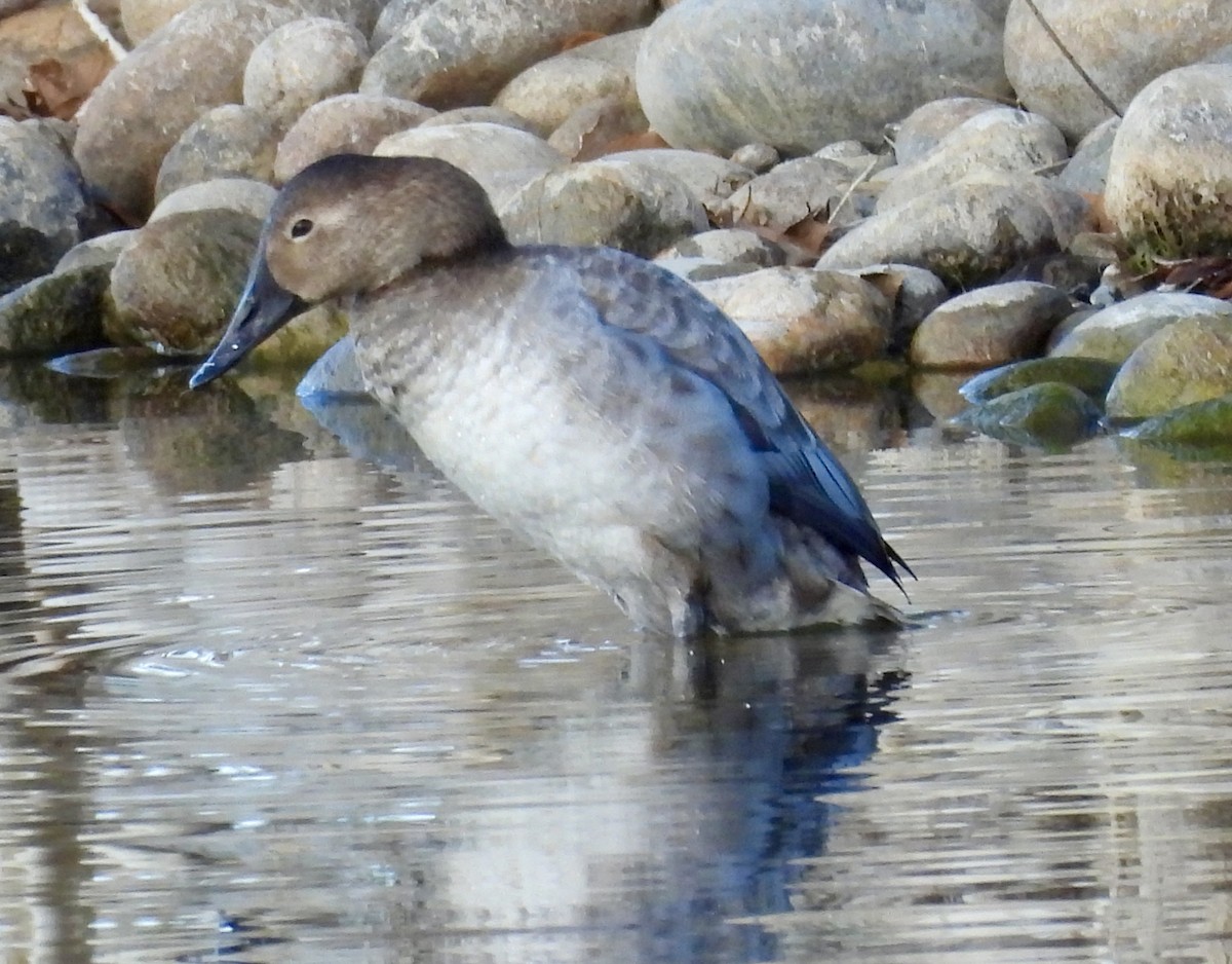 Büyük Elmabaş - ML646545065