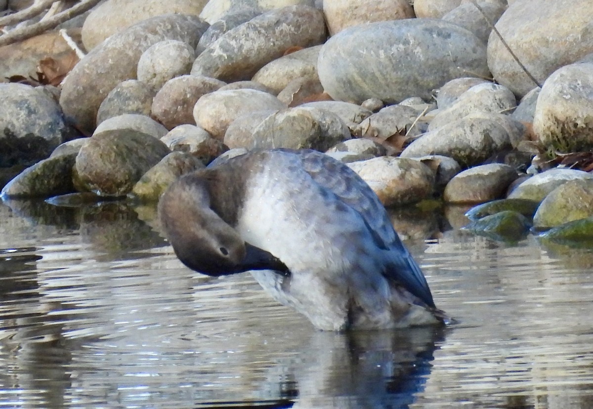 Fuligule à dos blanc - ML646545066