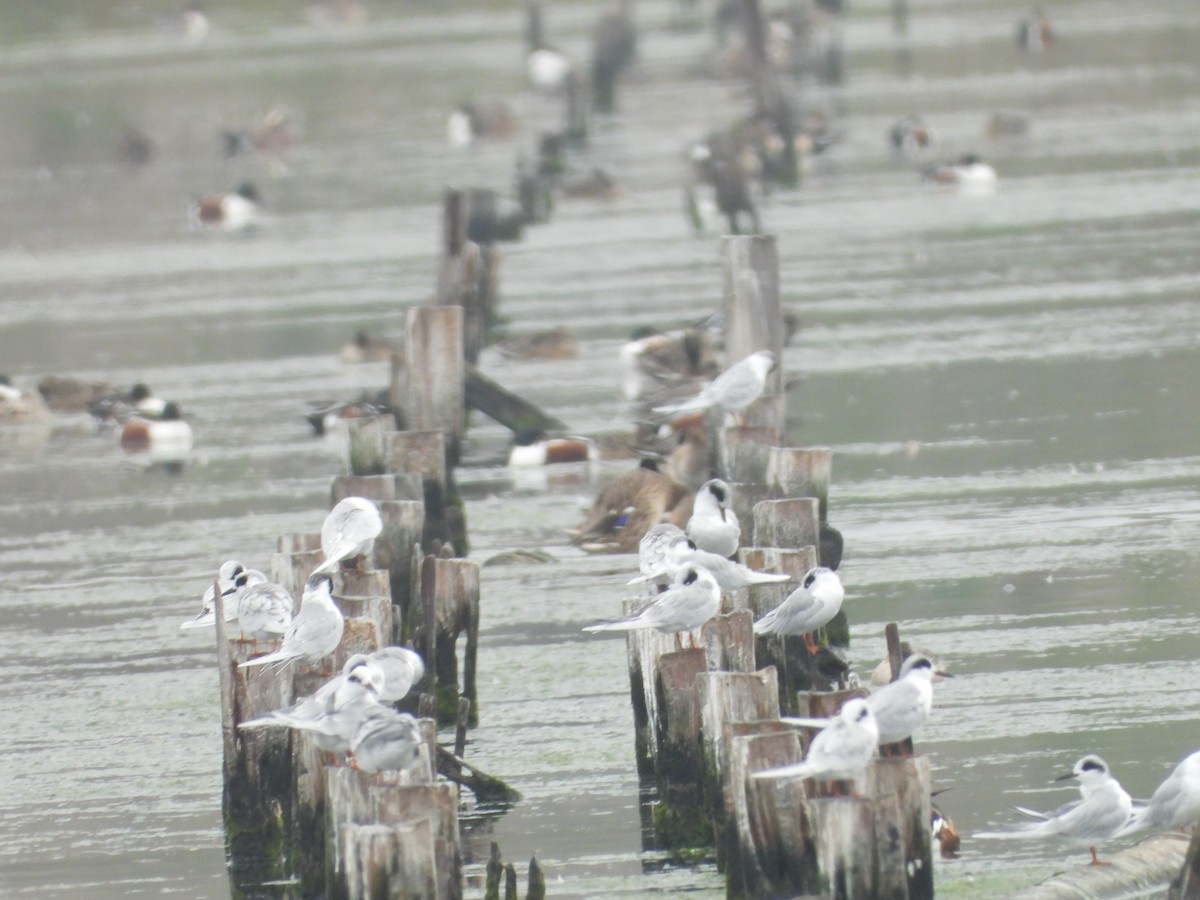 Maskeli Sumru - ML646545067