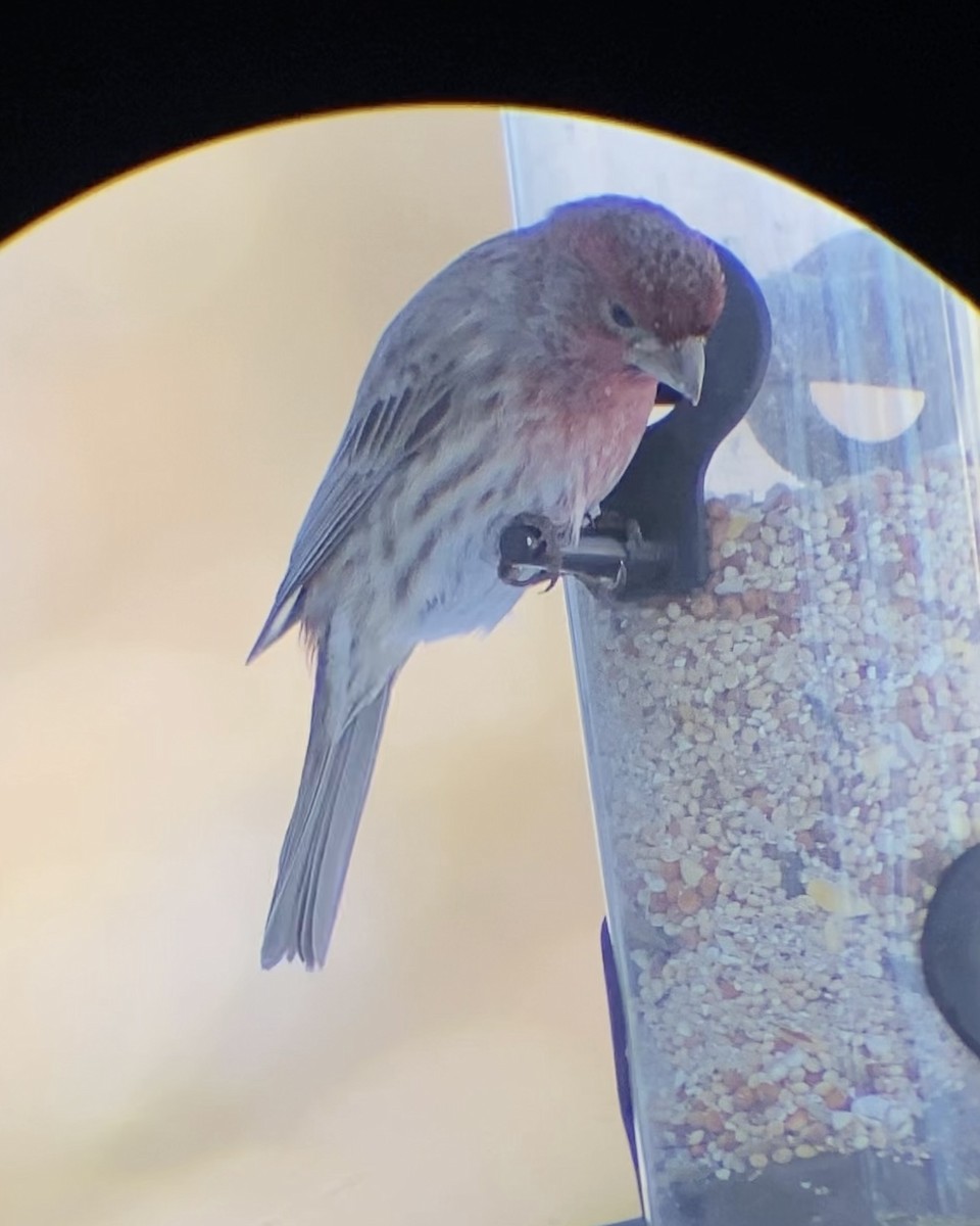 Ev Çütresi - ML646545069