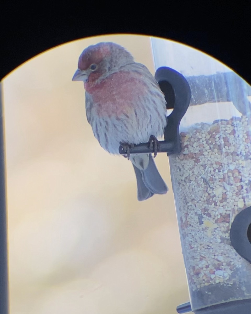 Ev Çütresi - ML646545070