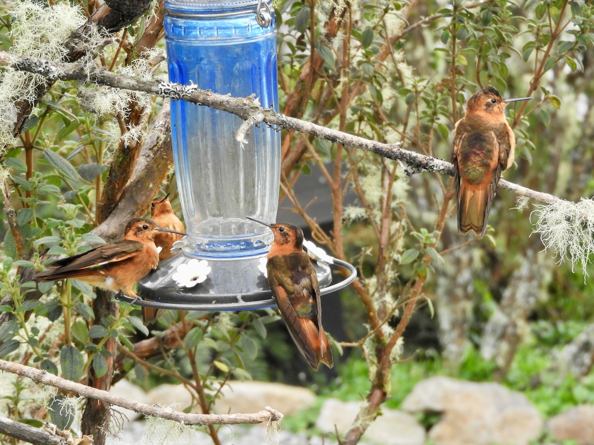 Kızıl Günışığı - ML646545074