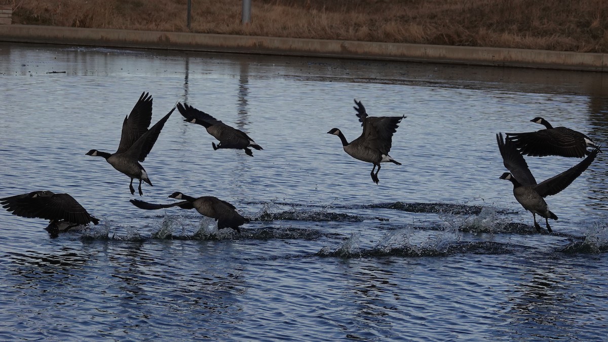 Kanada Kazı - ML646545075