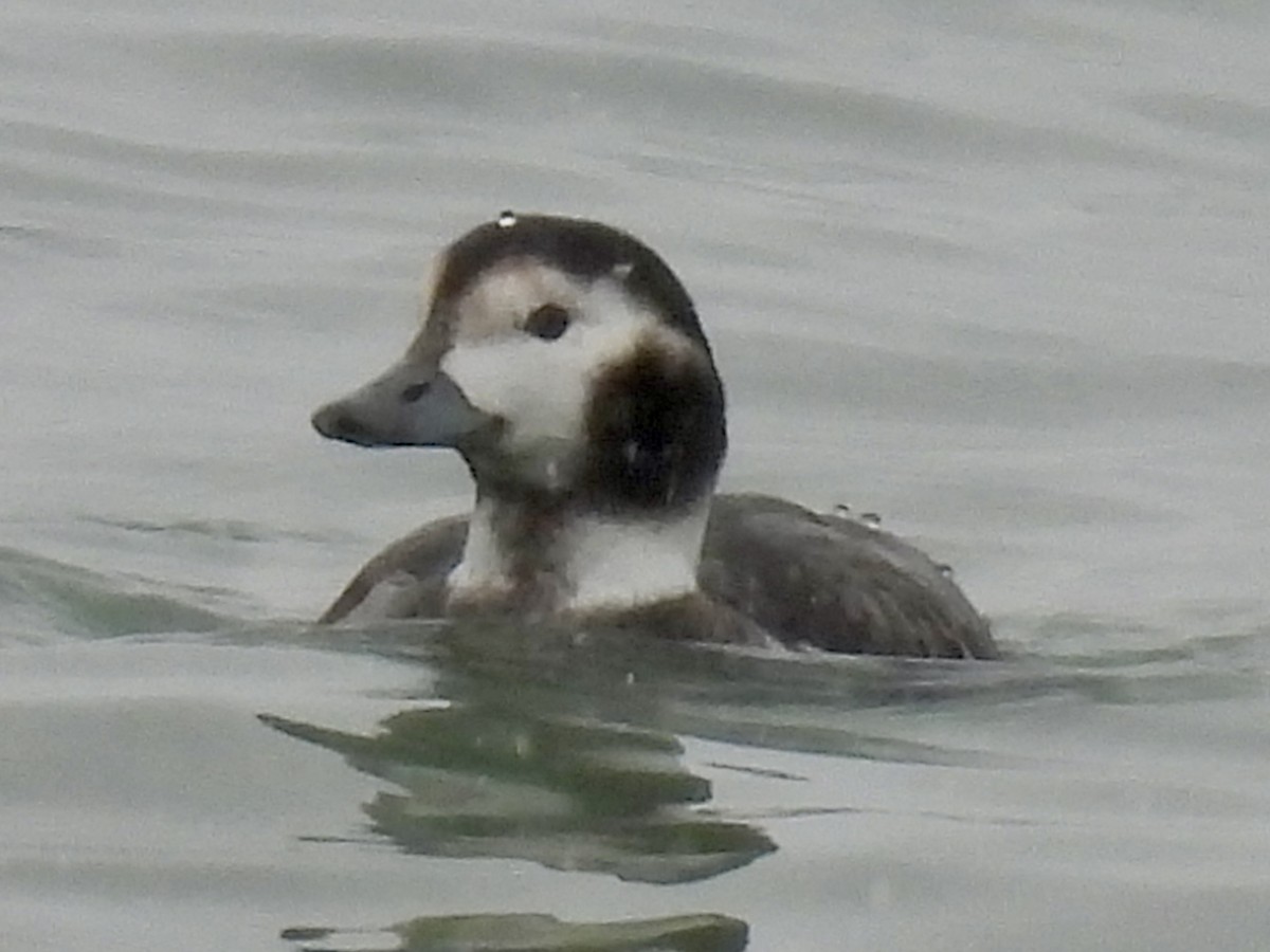 Telkuyruk - ML646545077