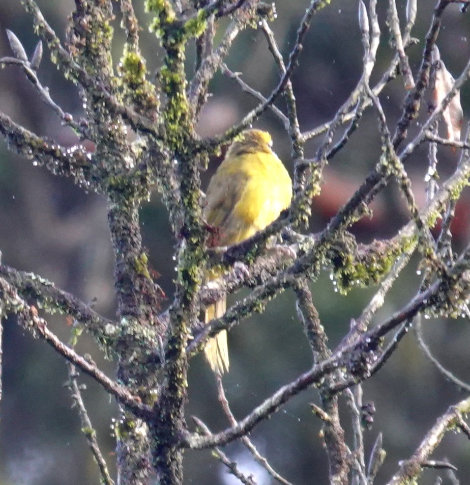 Sarı Kulaklı Arapbülbülü - ML646545081