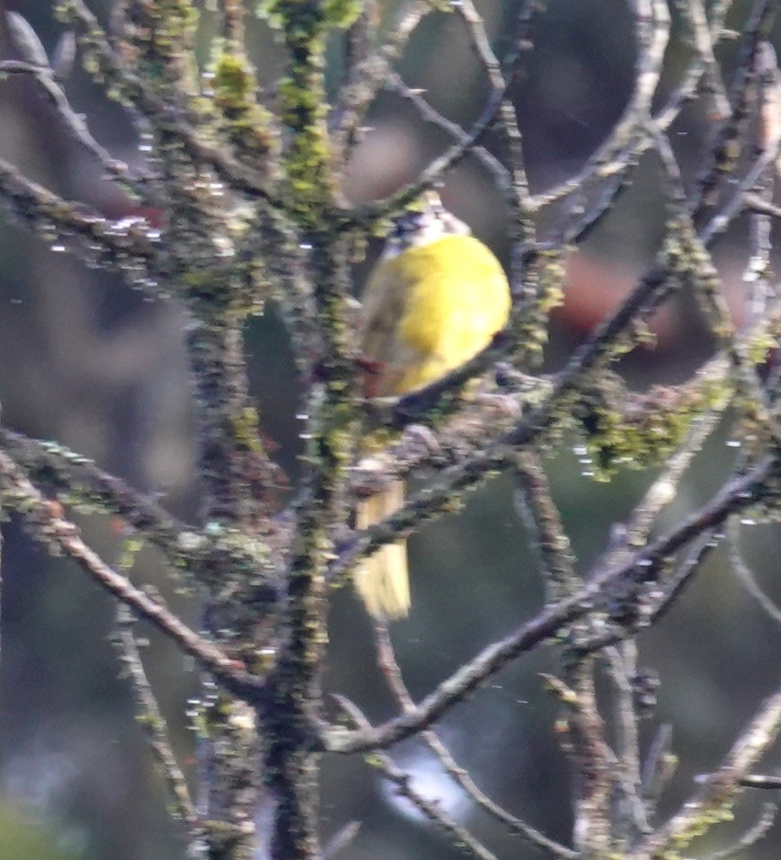 Sarı Kulaklı Arapbülbülü - ML646545082