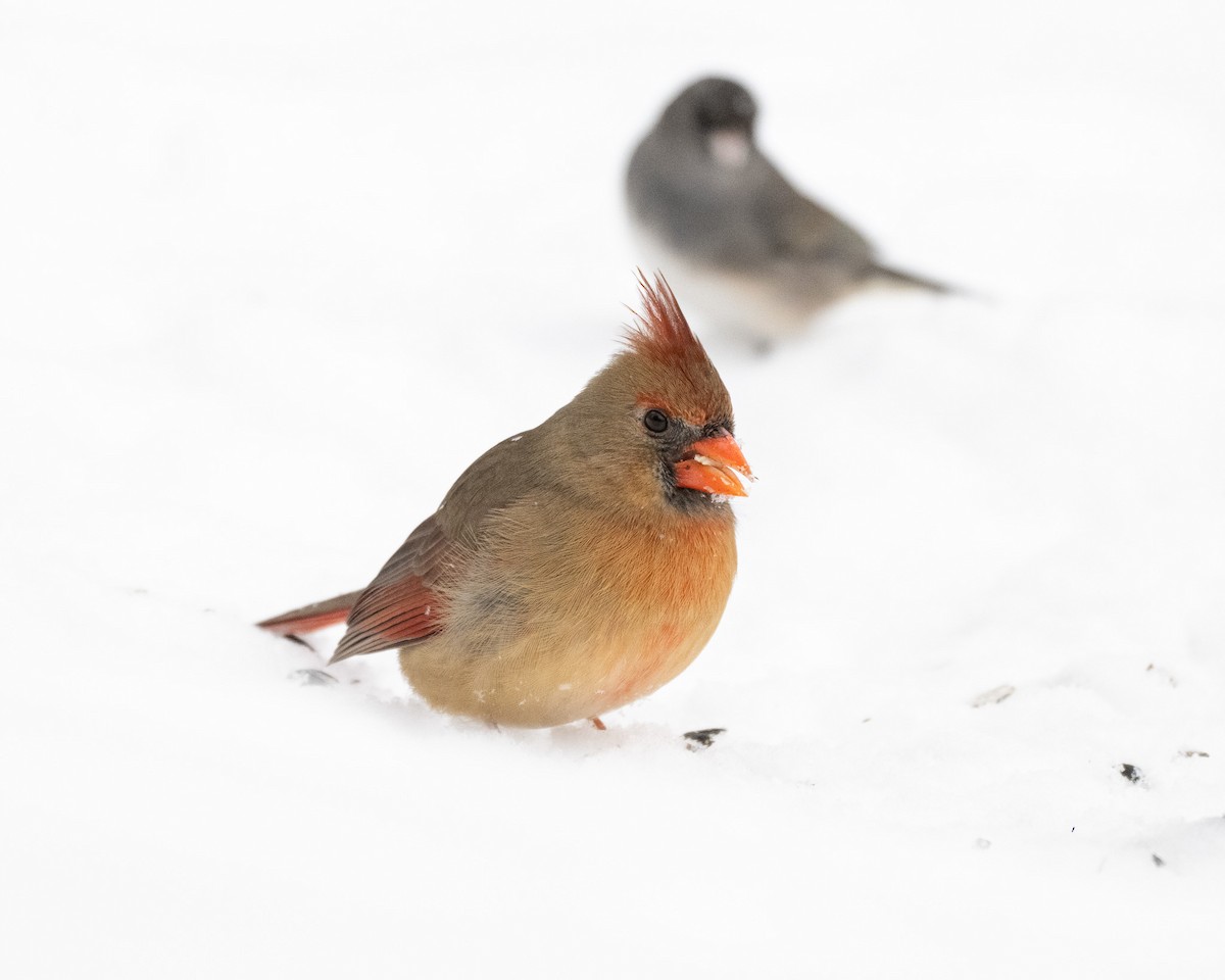 Kırmızı Kardinal - ML646545087