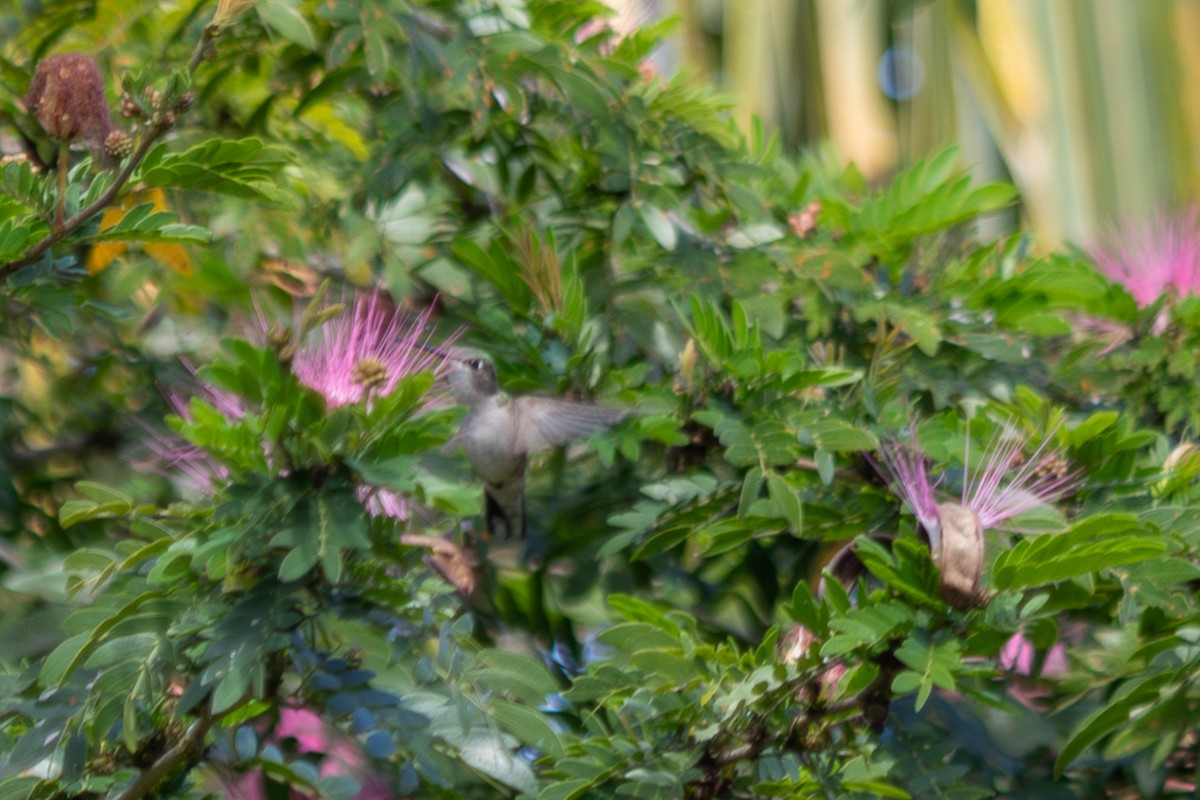 Yakut Boğazlı Kolibri - ML646545088