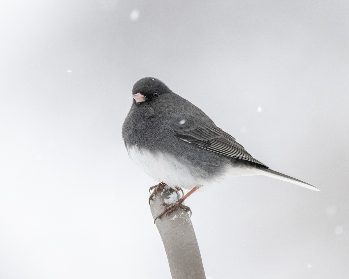 Kara Gözlü Junko - ML646545090