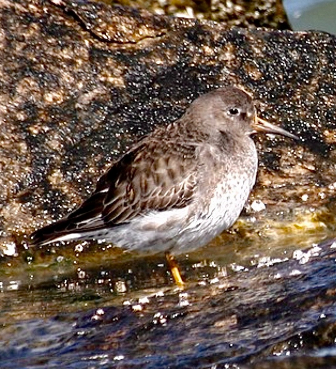 Mor Kumkuşu - ML646545091