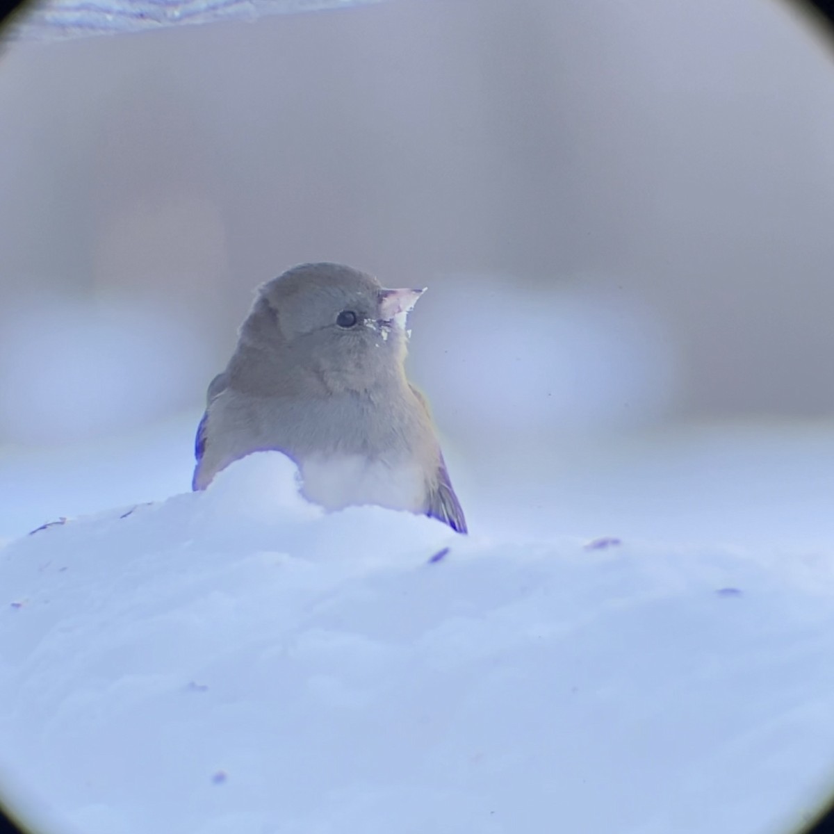 Kara Gözlü Junko - ML646545093